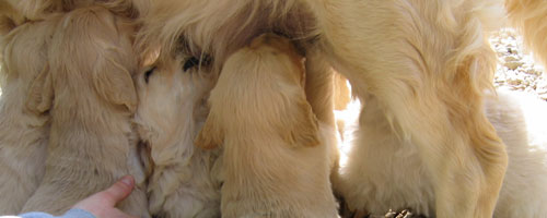 Alimentaci�n de cachorros