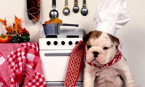 Alimentación: obesidad canina
