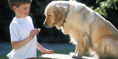 Alimentaci&oacute;n de un perro mayor