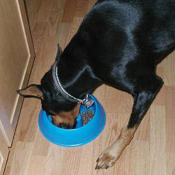 Complementos alimenticios en perros